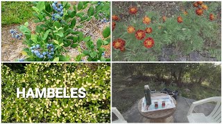 Bahcemi̇ze Hambeles Ve Yaban Mersi̇ni̇ Fi̇dani Ekeceği̇z Mersi̇ni̇