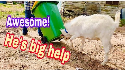 How the goat help us?