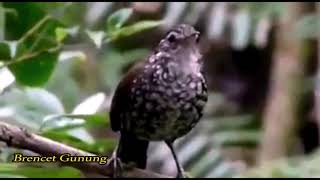 Brencet Gunung Speed Rapat Guru Vokal