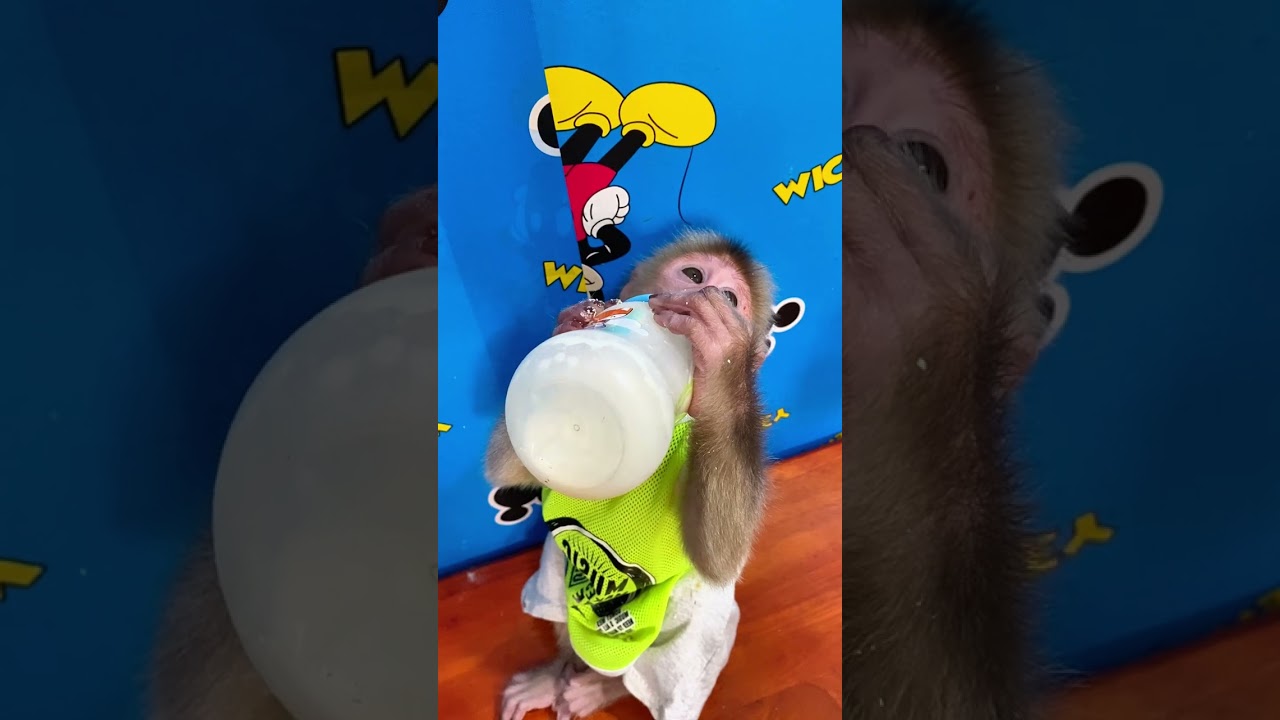 Smart monkey learns new tricks from owner every day 🧠🐒 
