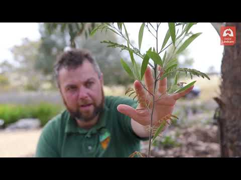 Video: Cos'è l'Hardenbergia: informazioni sulla vite lilla viola e cura nei giardini