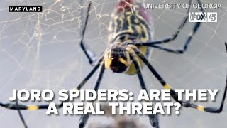 Are Joro Spiders a real threat? Expert weighs in