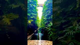 Cenotes Mucuyche, Mexico - Please subscribe for more scenic and travel videos