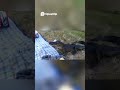 Alligator crashes picnic of University of Florida student