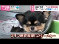 買って2日で飼育放棄される犬たち