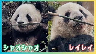 3/15 シャオシャオとレイレイ】何かが気になるシャオくんと、上手に竹