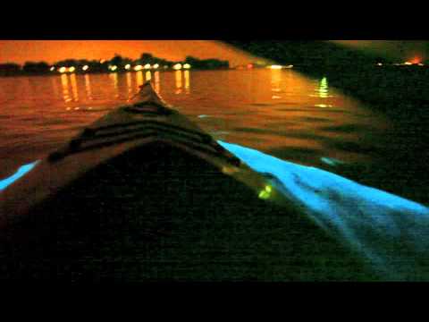 Bioluminescent kayaking in San Diego Mission Bay - YouTube