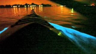 Bioluminescent kayaking in San Diego Mission Bay