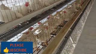 Ma Bwrwihay Daodwikwo Basainw Hayw Nailangdw