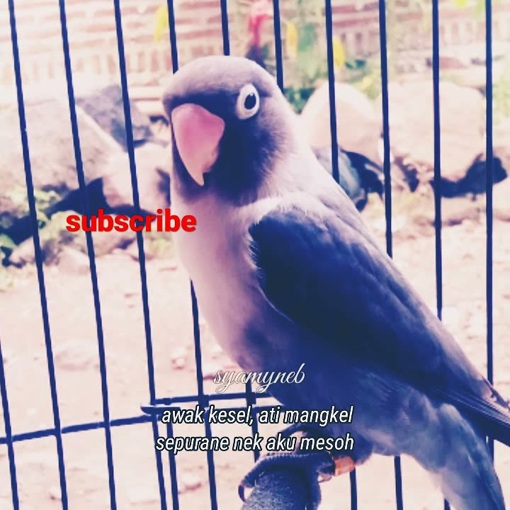 𝚜𝚝𝚛𝚘𝚛𝚢 𝚠𝚊 30 𝚍𝚎𝚝𝚒𝚔 𝚕𝚘𝚟𝚎 𝚋𝚒𝚛𝚍