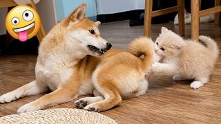 Best Funny Cats & Dogs Compilation 2026 😹 Funniest Animal Moments