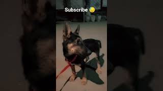 #trending #viral #German shepherd ki video#trending #youtube #viral #shorts #viral #video #trending