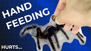 STOP Making These 4 Mistakes As Tarantula Keeper