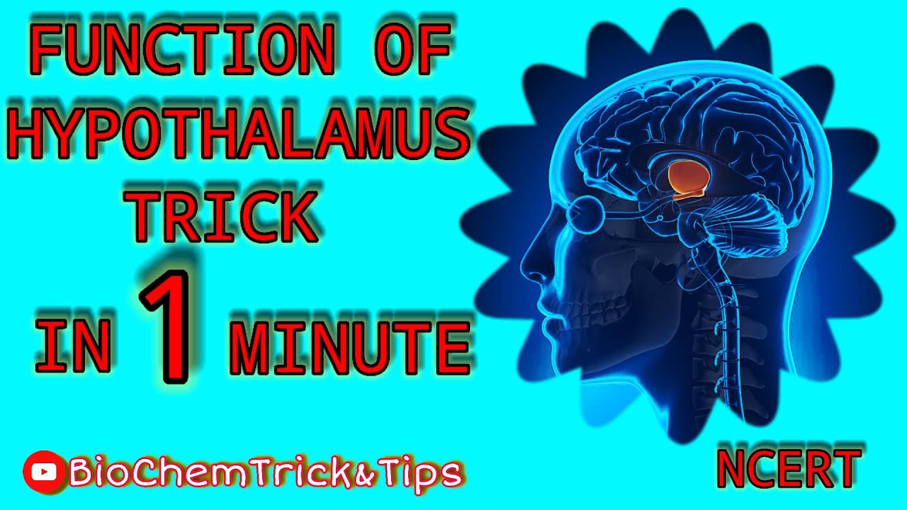 Remember Function Of Hypothalamus by trick in 1 minute | NCERT Trick | Human Physiology Tricks ...