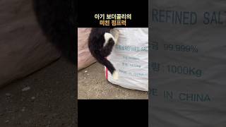 새끼 보더콜리의 점프 실력은?!