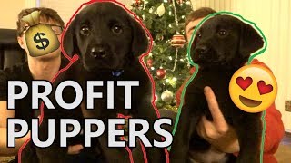 NBS EP 3 - MADE $500 in 2 DAYS! REHOMING PUPPIES