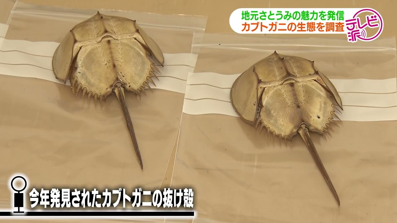 【海の生き物を愛を持って研究する科学館】江田島に棲む海の生き物を見てみよう！