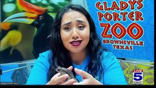 Zoo Guest of the Week: Gulf Coast toad