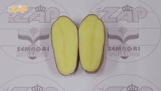 Dunastar - sjemenski krumpir