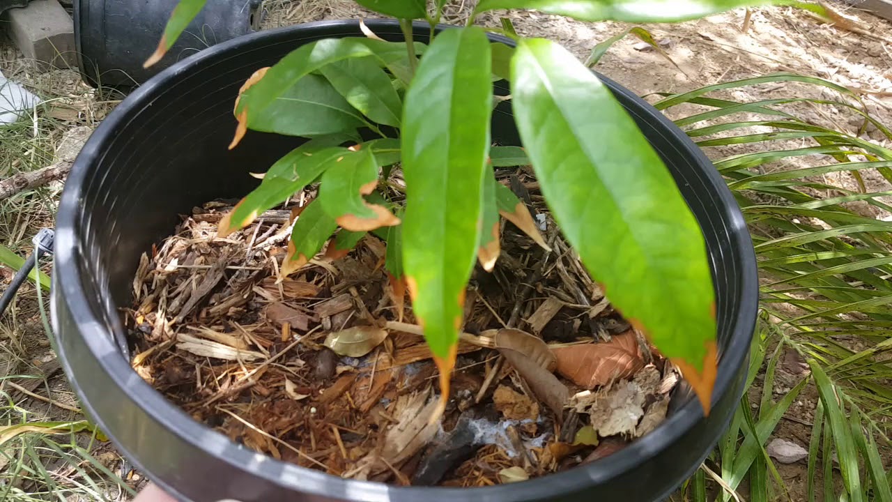 Lychee Tree from seed 