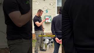 ON / OFF : Apprendre à canaliser un chien très excitable  #chien #educationcanine