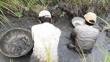 Lúa Chín Ra Ruộng Tát Mương Bắt Cá Cạn Về Kho Xả Ớt Chấm Bông Súng Đậu Rồng.Góc Làng Quê #188