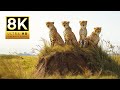EXPLORE THE ANIMAL KINGDOM 8K ULTRA HD 60 FPS | with Cinematic Sound (Colorful Animal Life)