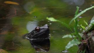 The Otton Frog - the “wolverine frog” of Amami Oshima