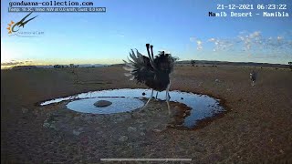 NamibiaCam: Ostrich dominance display at Namib Desert waterhole - 21 Dec 2021