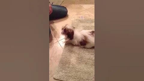 Sophie puppy loves the blow dryer