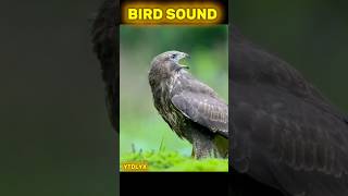 Bird Sound