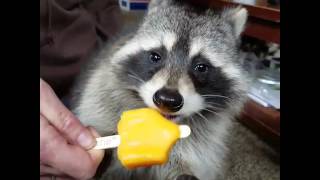 Raccoons Love popsicles ,  My Princess