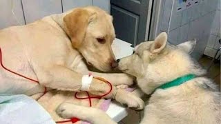 The Heart Melting Story Of Therapy dog, Assistant To Soothe Sick, Scared Pets by Top Animals Story 4,090 views 3 years ago 3 minutes, 27 seconds