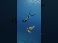 Freedive the Gili Islands | GoPro Hero 8