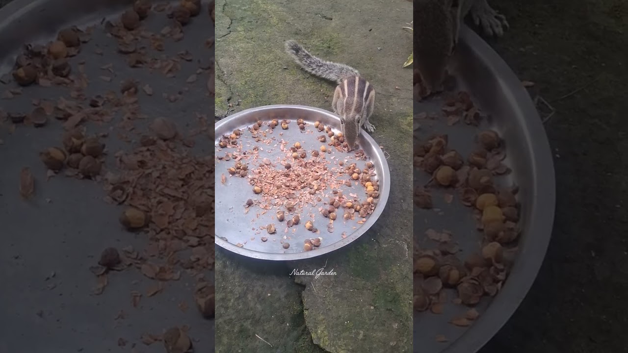 Cute Squirrels Enjoying Different Food 🐿 