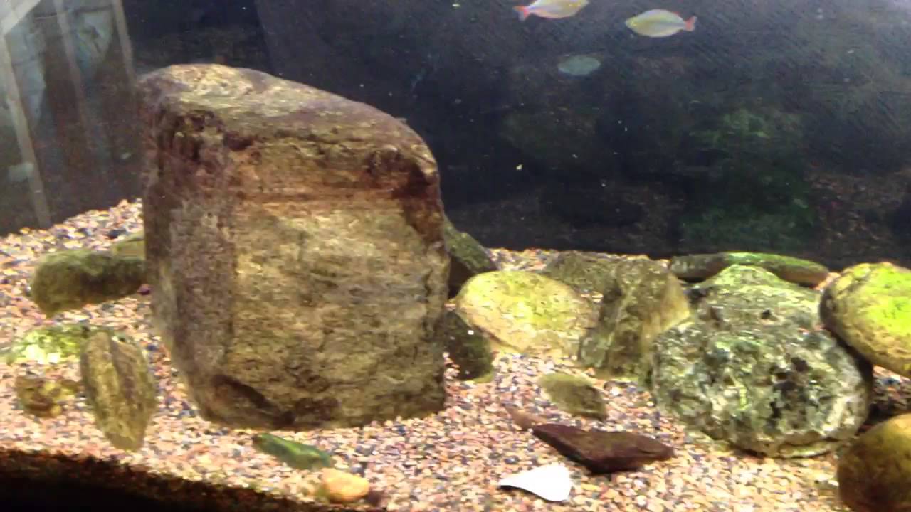 Led vs. cfl aquarium YouTube