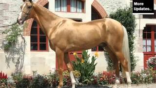 Picture Collection Of Horses | Akhal-Teke Horse