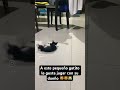 Oww🥹 #animales #gatitos #kittens