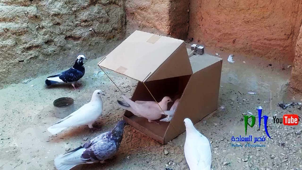 Самое красивое видео об охоте на голубей и птиц с очень мощным использованием мультфильмов