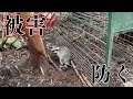 アライグマ被害を防ぐためには早めの対策が必要です。