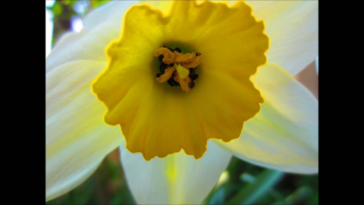 Johann Strauß Vater Chineser Galopp, Merlin Ensemble Wien