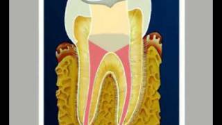 Строение зуба