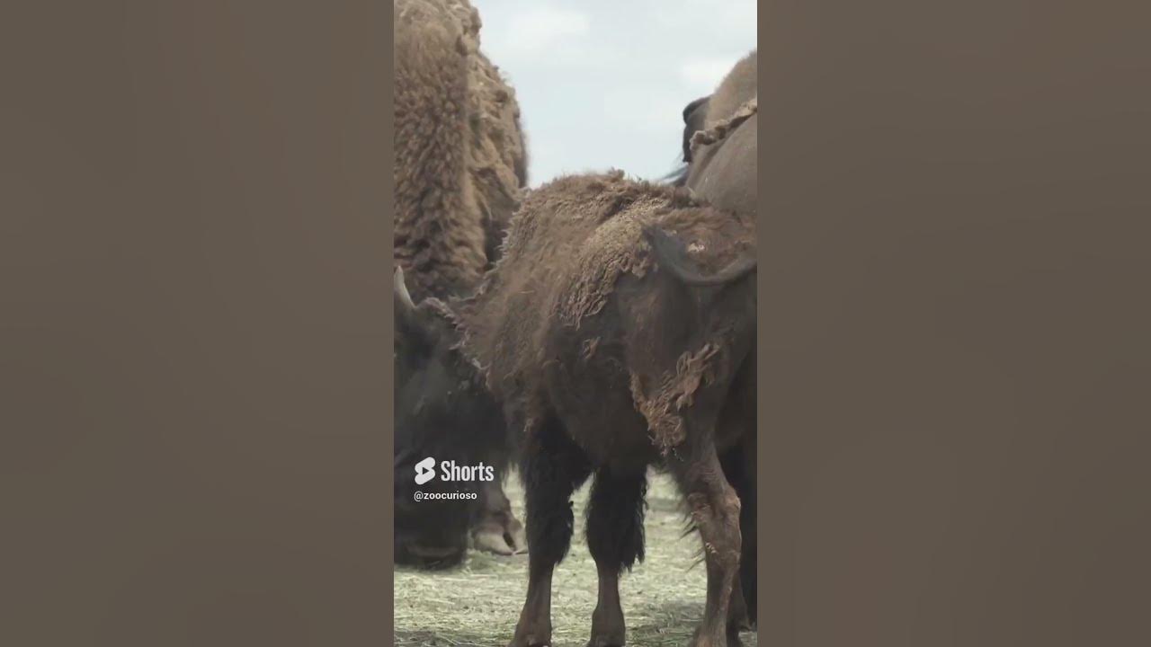 Buffalo riding experience in Orlando, Florida