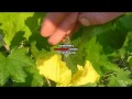 Hand Pollination for your loofah plants