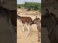 Nature Behavior Of 🐴 #viral #animals #donkey #trending #ytshorts