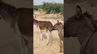 Nature Behavior Of 🐴 #viral #animals #donkey #trending #ytshorts