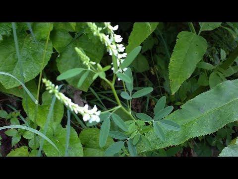 Vídeo: Meliloto Medicinal