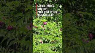 Luarca - Valdés, CANEDO y Parroquia de Otur, Ruta Circular