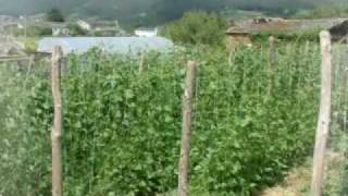VIDEO FABA DE LOURENZÁ.flv