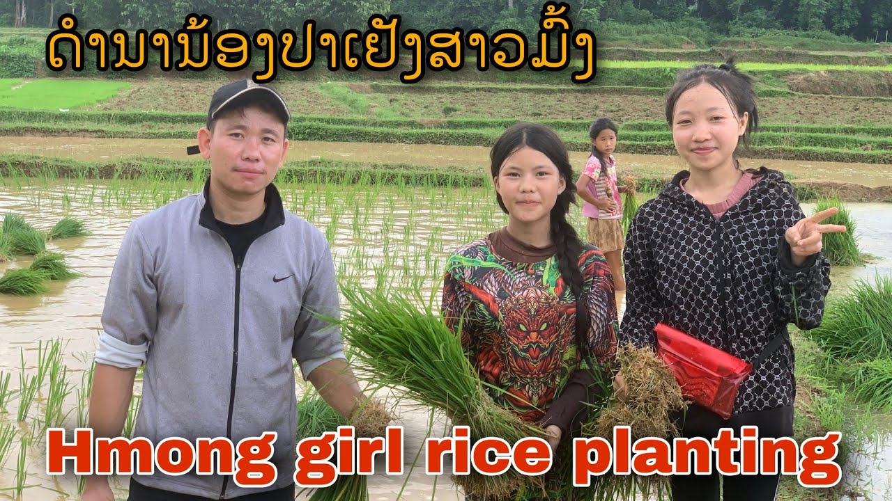Helping Hmong girls plant rice ມື້ນີ້ມາຊ່ວຍນ້ອງປາເຢັງດຳນາ #ສາວມົ້ງ ...
